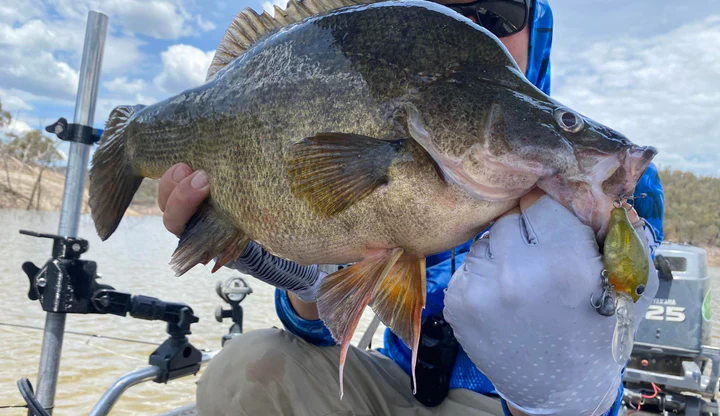 Barambah Lures Chin Nuts - Image 7