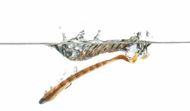 Berkley Gulp 4in Turtleback Worm Plastics