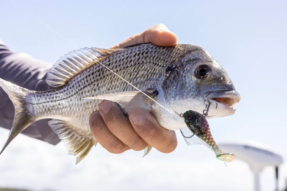 Berkley HoneyBall 120mm Rigged Soft Plastics - Image 8