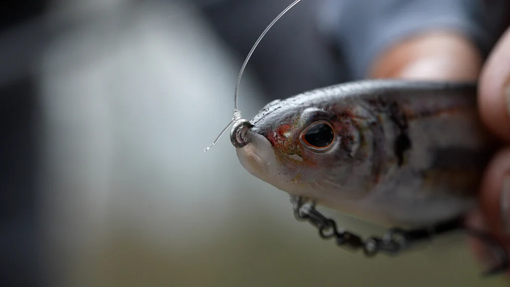 Berkley Powerbait Cullshad 8in Swimbait - Image 5