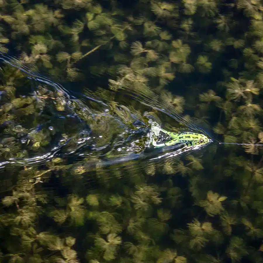 Lunkerhunt Prop Frog - Image 3