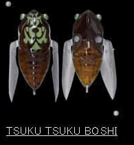 Megabass Siglett 36.5mm Cicada - Image 11