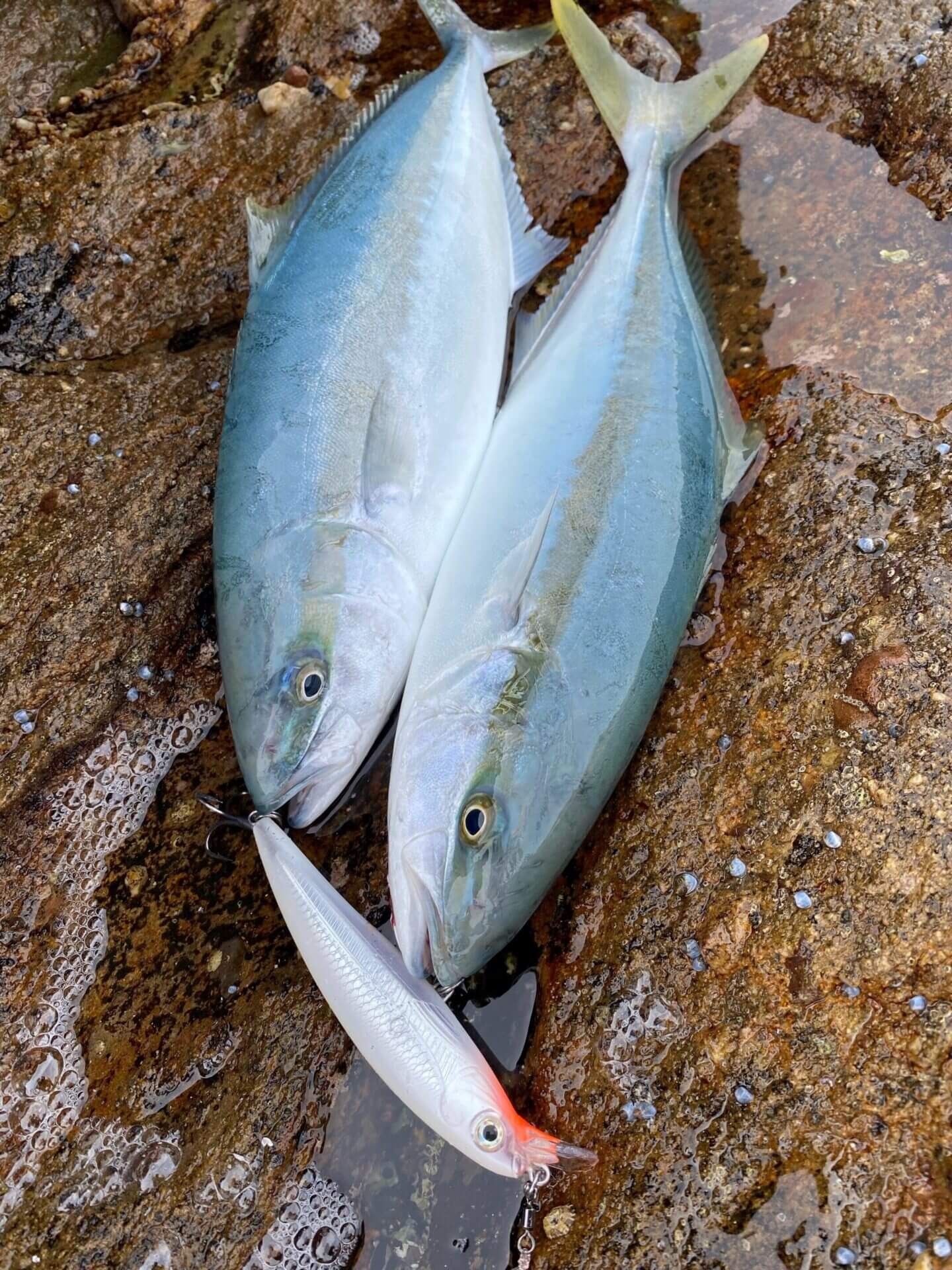 Rapala Saltwater X-RAP 12cm - Image 7