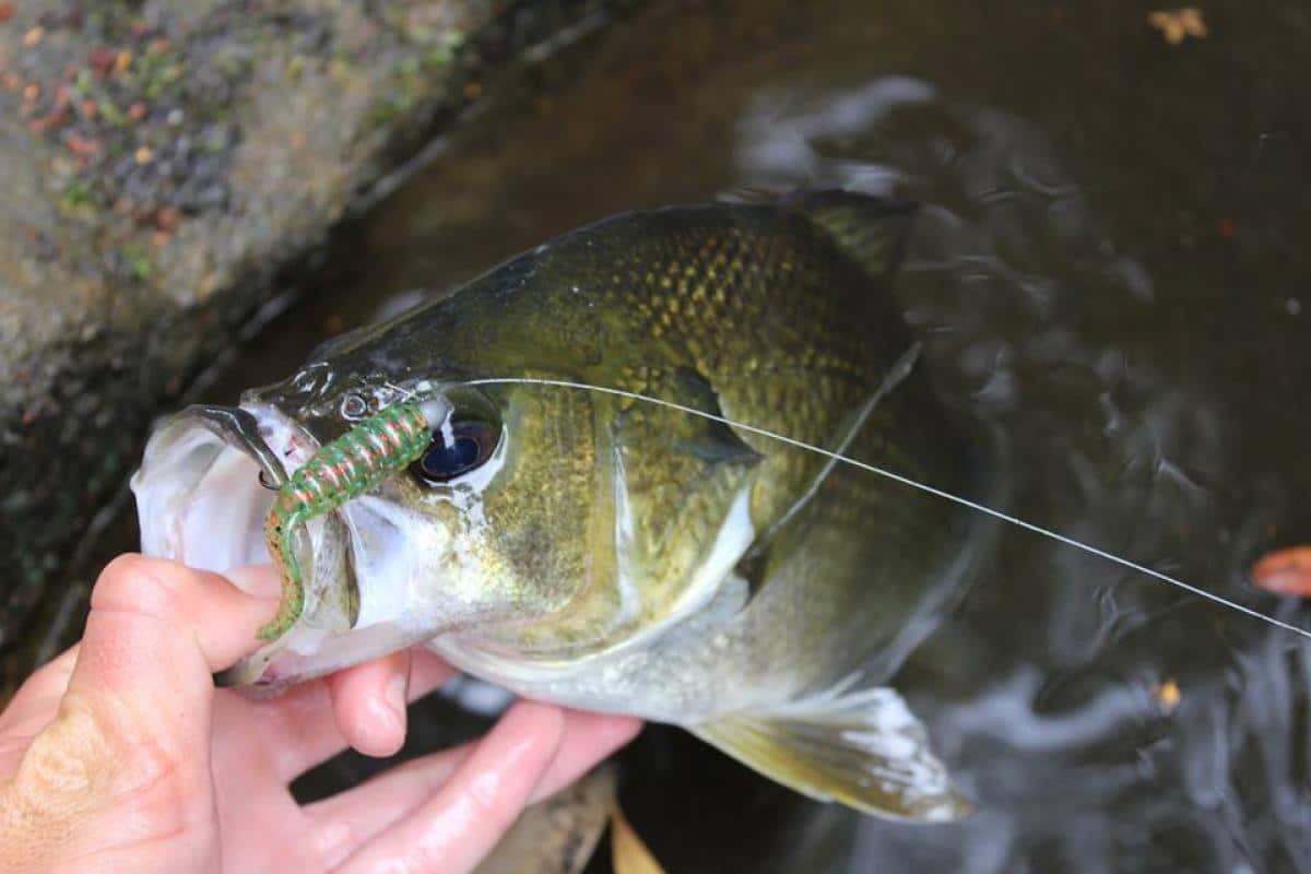 TT Tournament Series Jig Heads - Image 2