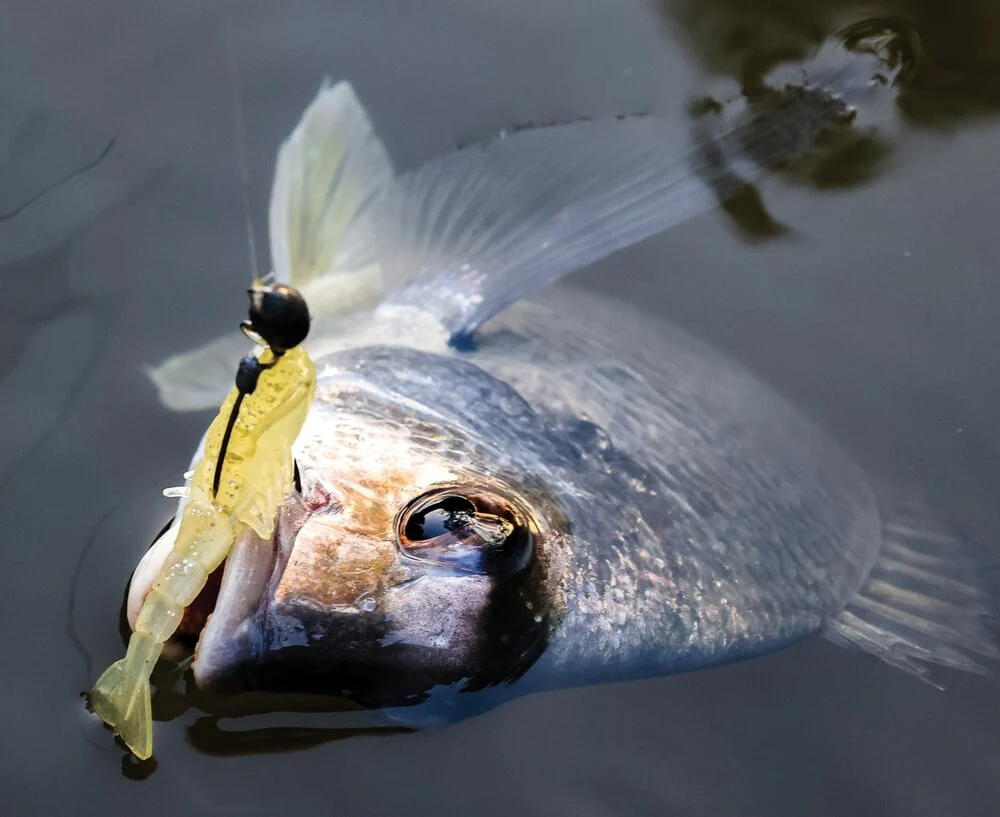 Zman Prawnz 2.5in Soft Plastics - Image 3